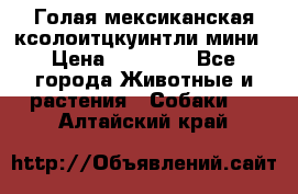 Голая мексиканская ксолоитцкуинтли мини › Цена ­ 20 000 - Все города Животные и растения » Собаки   . Алтайский край